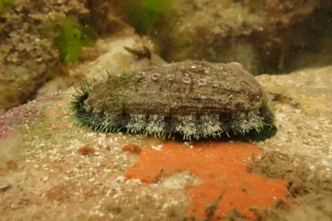 Haliotis tuberculata