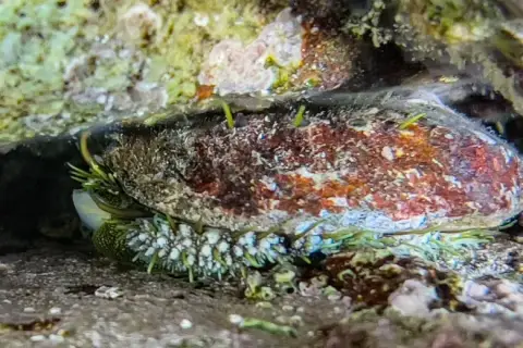 Haliotis tuberculata