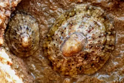 Patella rustica