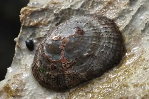 Patella rustica