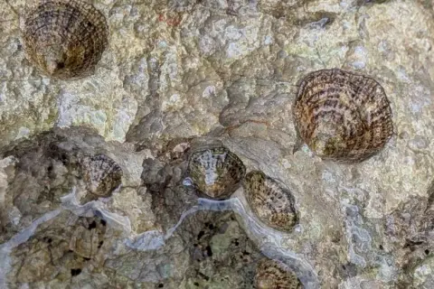 Patella rustica