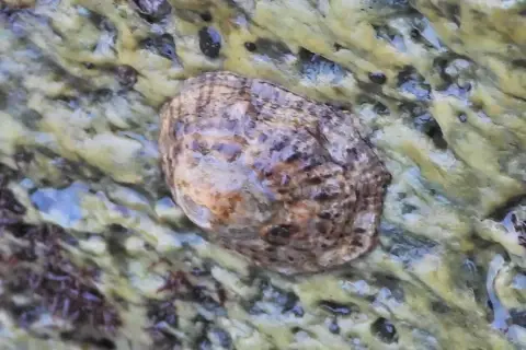 Patella rustica