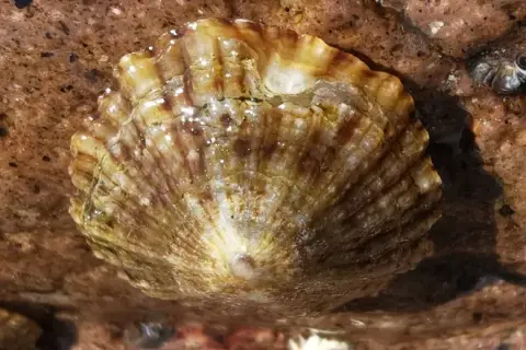 Patella caerulea