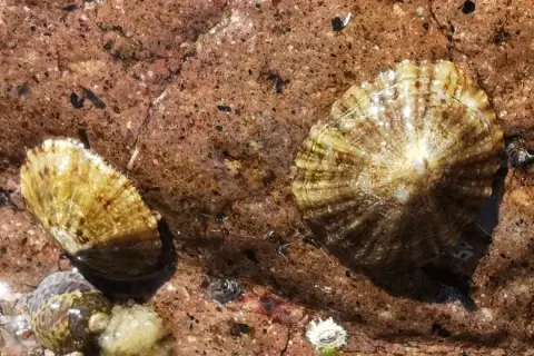 Patella caerulea