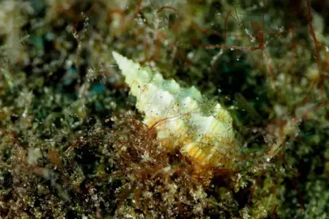 Cerithium vulgatum