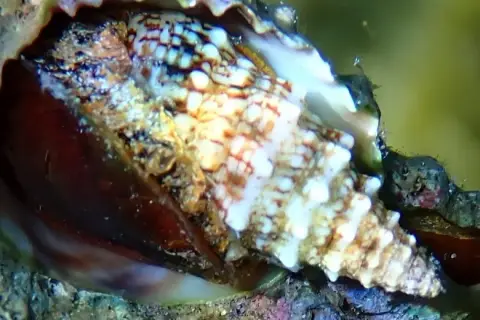 Cerithium vulgatum