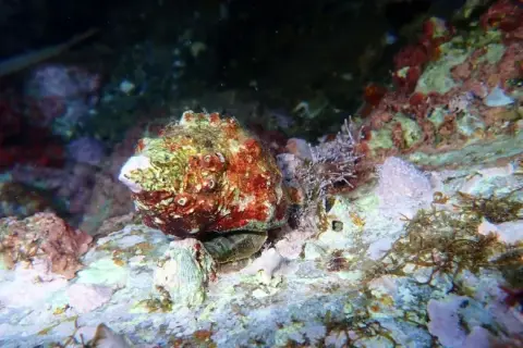 Stramonita haemastoma