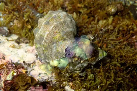 Stramonita haemastoma