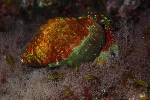 Stramonita haemastoma