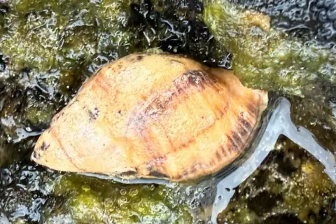 Stramonita haemastoma