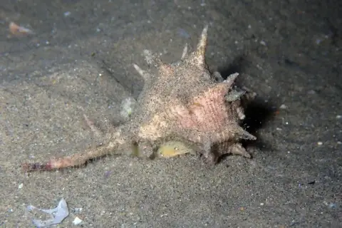 Bolinus brandaris