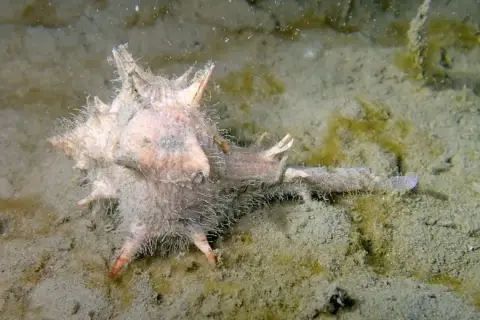Bolinus brandaris
