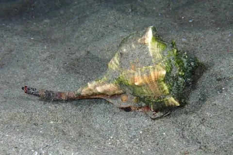 Bolinus brandaris