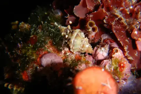 Hexaplex trunculus