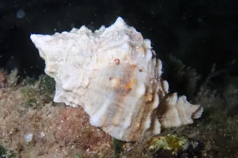 Hexaplex trunculus