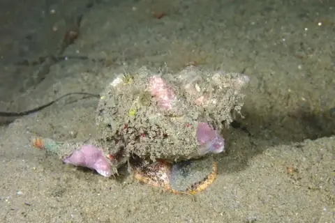 Hexaplex trunculus