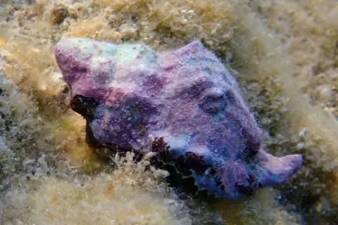 Hexaplex trunculus