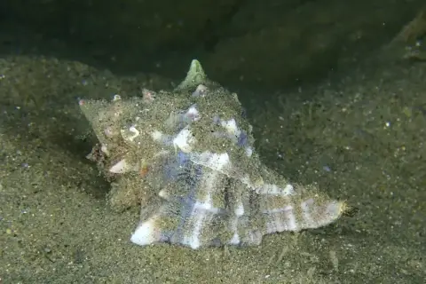 Hexaplex trunculus