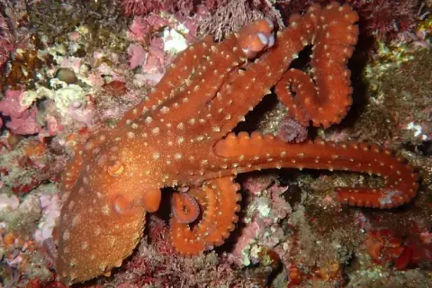 Callistoctopus macropus
