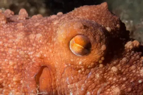Callistoctopus macropus