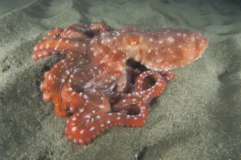Callistoctopus macropus