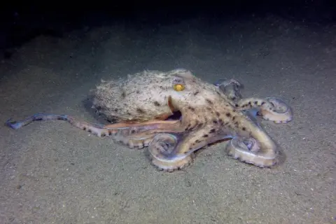 Eledone moschata