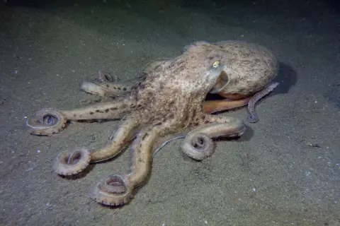 Eledone moschata