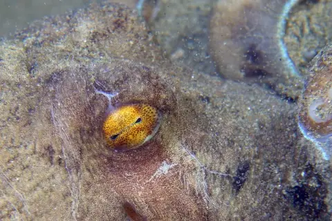 Eledone moschata