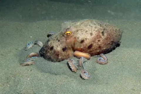 Eledone moschata