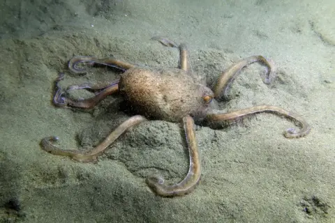 Eledone moschata