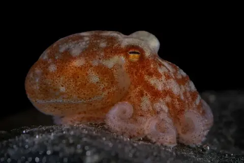 Eledone cirrhosa