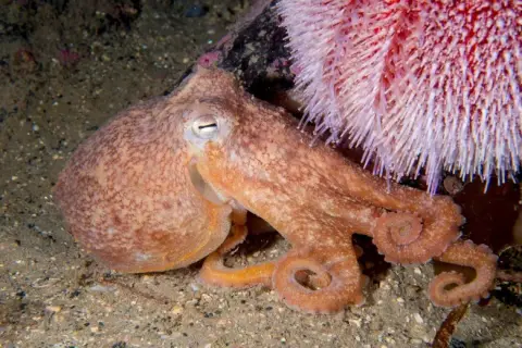 Eledone cirrhosa