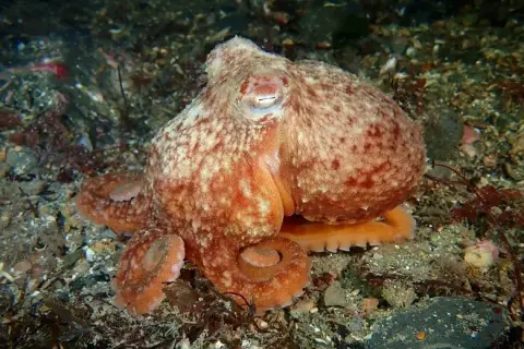 Eledone cirrhosa