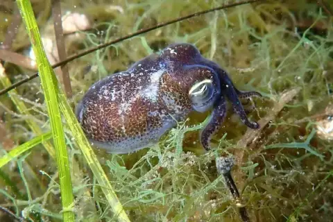 Sepiola rondeletii