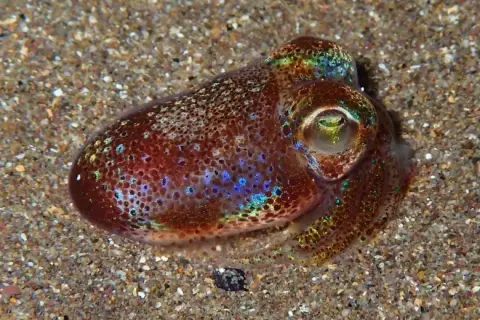 Sepiola rondeletii