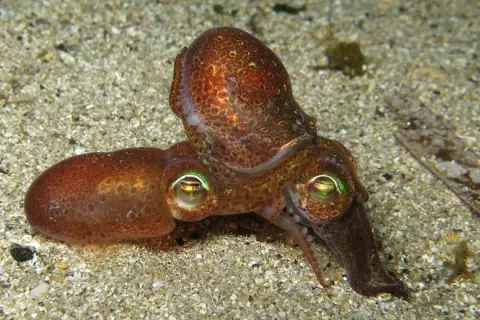 Sepiola rondeletii