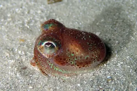 Sepiola rondeletii