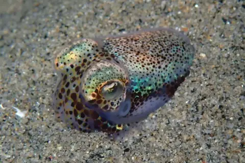 Sepiola rondeletii