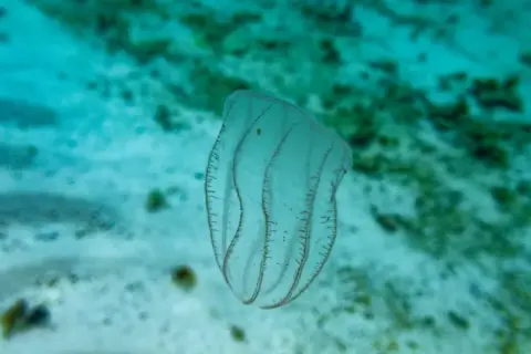 Beroe ovata