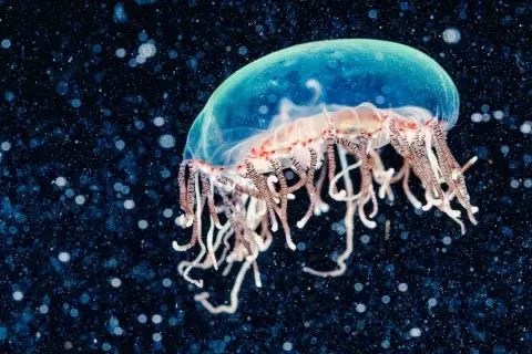 Olindias phosphorica