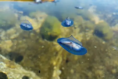Velella velella