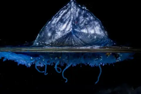Velella velella