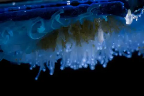 Velella velella