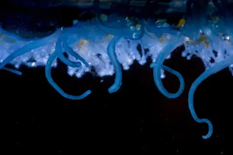 Velella velella