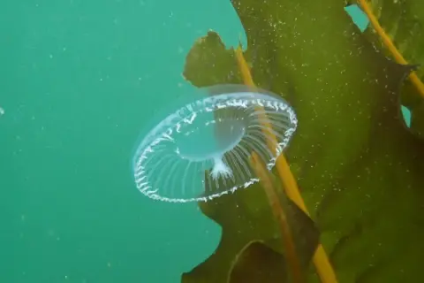 Aequorea forskalea