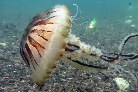 Chrysaora hysoscella