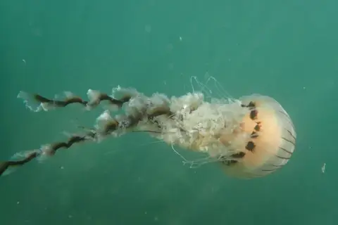 Chrysaora hysoscella