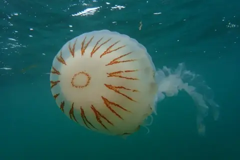 Chrysaora hysoscella