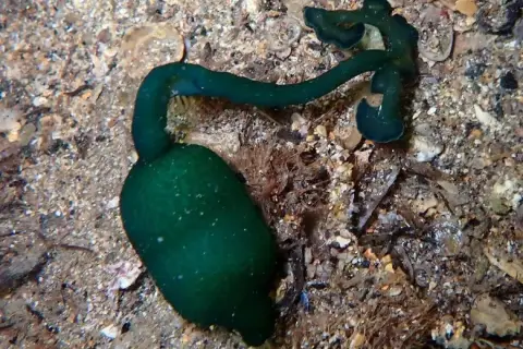 Bonellia viridis