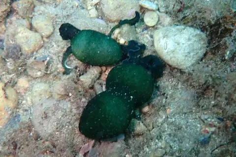 Bonellia viridis